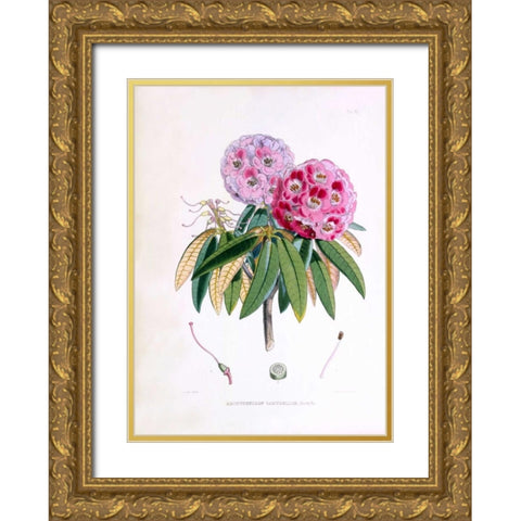 Rhododendron Campbelliae Gold Ornate Wood Framed Art Print with Double Matting by Hooker, Joseph Dalton