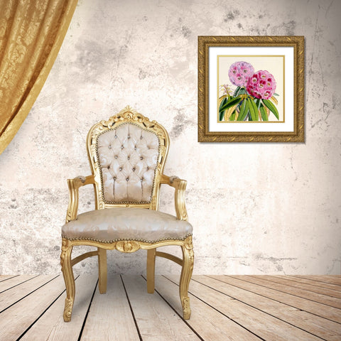 Rhododendron Campbelliae Flower Gold Ornate Wood Framed Art Print with Double Matting by Hooker, Joseph Dalton