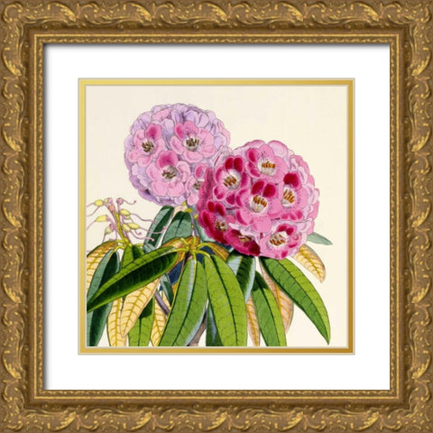 Rhododendron Campbelliae Flower Gold Ornate Wood Framed Art Print with Double Matting by Hooker, Joseph Dalton