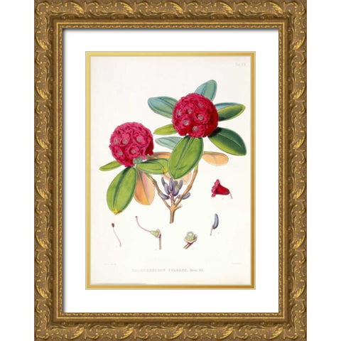Rhododendron Fulgens Gold Ornate Wood Framed Art Print with Double Matting by Hooker, Joseph
