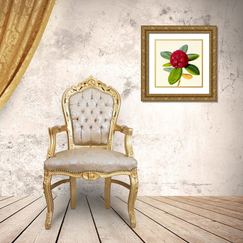 Rhododendron Fulgens Flower Gold Ornate Wood Framed Art Print with Double Matting by Hooker, Joseph Dalton