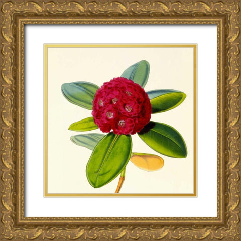Rhododendron Fulgens Flower Gold Ornate Wood Framed Art Print with Double Matting by Hooker, Joseph Dalton
