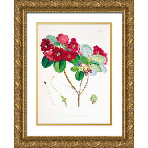 Rhododendron Thomsoni Gold Ornate Wood Framed Art Print with Double Matting by Hooker, Joseph