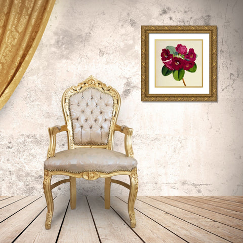 Rhododendron Thomsoni Flower Gold Ornate Wood Framed Art Print with Double Matting by Hooker, Joseph Dalton