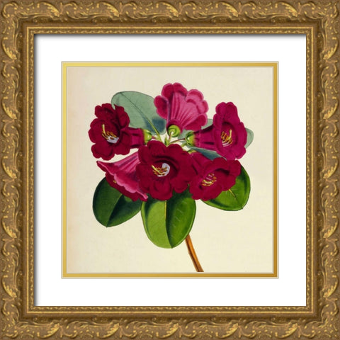 Rhododendron Thomsoni Flower Gold Ornate Wood Framed Art Print with Double Matting by Hooker, Joseph Dalton