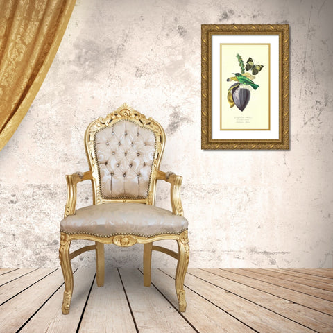 Finch on Flower of Banana Gold Ornate Wood Framed Art Print with Double Matting by Anonymous, 1842