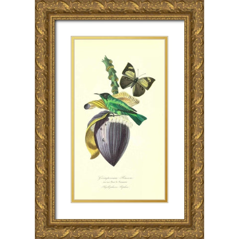 Finch on Flower of Banana Gold Ornate Wood Framed Art Print with Double Matting by Anonymous, 1842