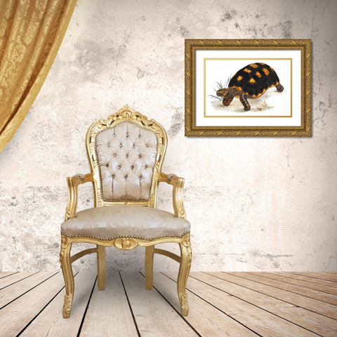 Tortoise, Carbonaria Gold Ornate Wood Framed Art Print with Double Matting by Sowerby, James