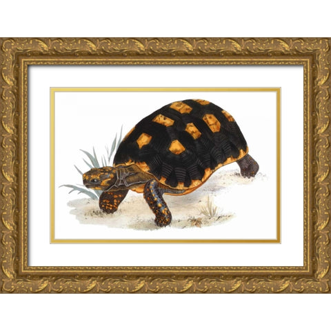 Tortoise, Carbonaria Gold Ornate Wood Framed Art Print with Double Matting by Sowerby, James