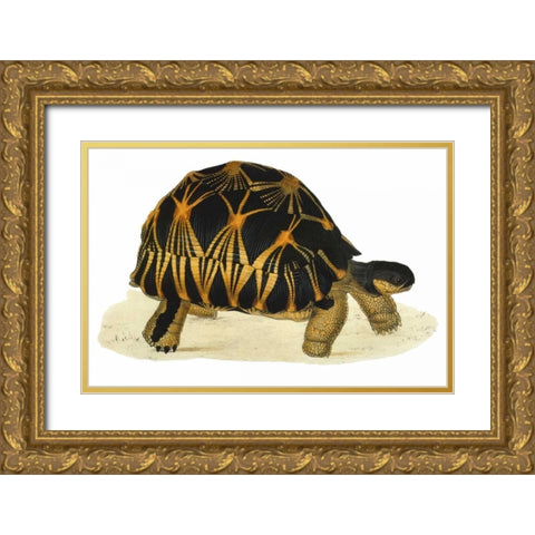 Tortoise, Radiata Gold Ornate Wood Framed Art Print with Double Matting by Sowerby, James