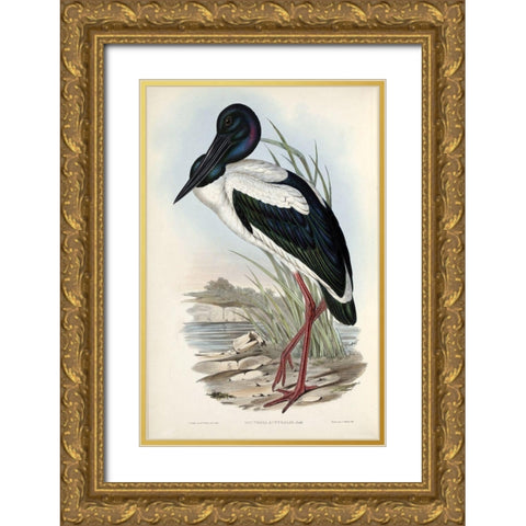 Australian Stork Gold Ornate Wood Framed Art Print with Double Matting by Gould, John