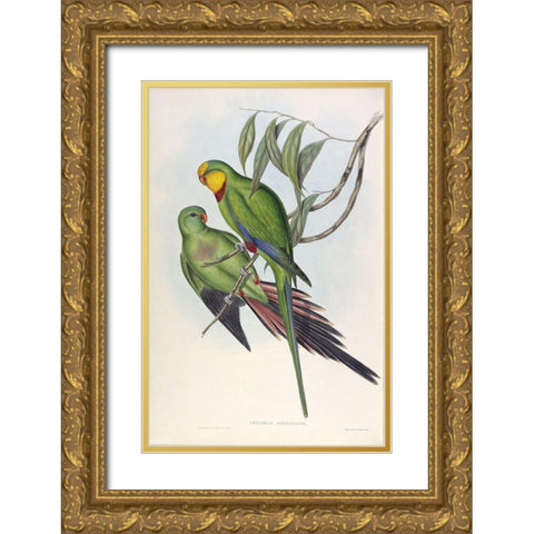 Barrabands Parakeet Gold Ornate Wood Framed Art Print with Double Matting by Gould, John
