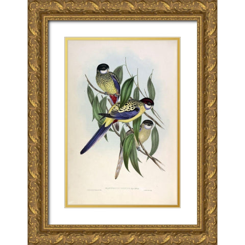 Browns Parakeet Gold Ornate Wood Framed Art Print with Double Matting by Gould, John