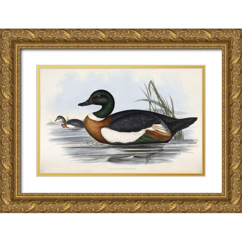 Chestnut Coloured Shieldrake Gold Ornate Wood Framed Art Print with Double Matting by Gould, John
