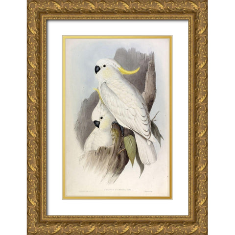 Crested Cockatoo Gold Ornate Wood Framed Art Print with Double Matting by Gould, John