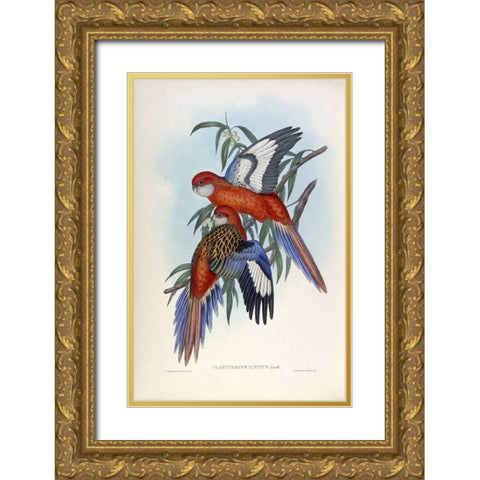 Fiery Parakeet Gold Ornate Wood Framed Art Print with Double Matting by Gould, John