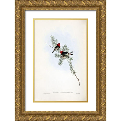 Red Headed Honey Eater Gold Ornate Wood Framed Art Print with Double Matting by Gould, John
