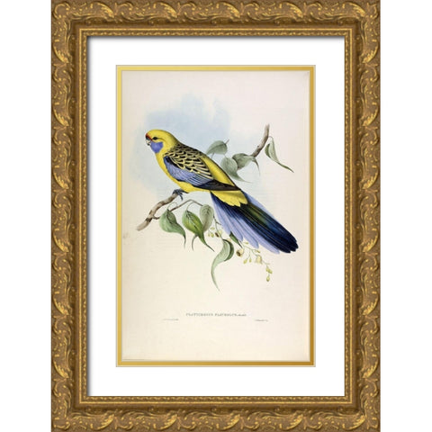 Yellow Rumped Parakeet Gold Ornate Wood Framed Art Print with Double Matting by Gould, John