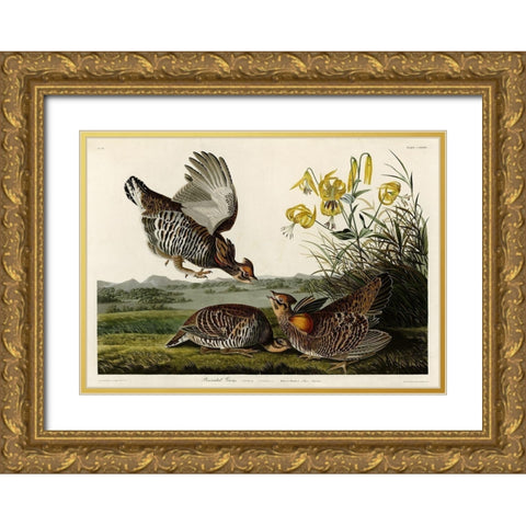 Pinnated Grouse Gold Ornate Wood Framed Art Print with Double Matting by Audubon, John James