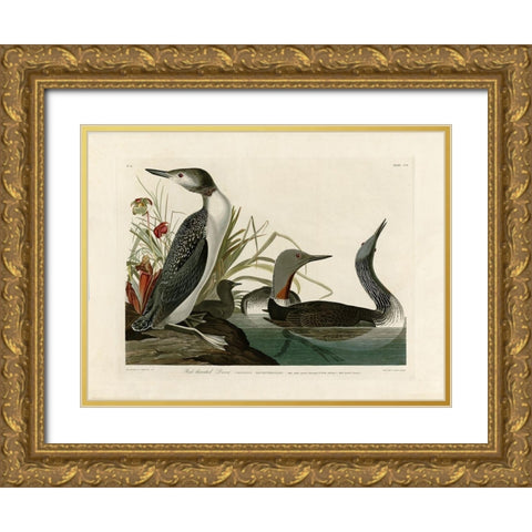 Red Throated Diver Gold Ornate Wood Framed Art Print with Double Matting by Audubon, John James