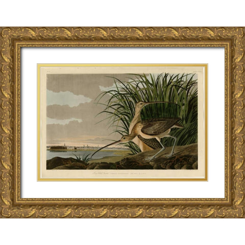 Long Billed Curlew Gold Ornate Wood Framed Art Print with Double Matting by Audubon, John James