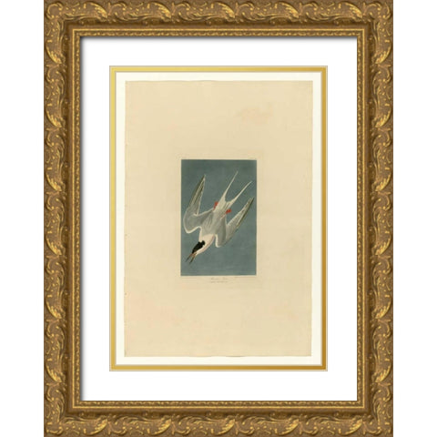 Roseate Tern Gold Ornate Wood Framed Art Print with Double Matting by Audubon, John James