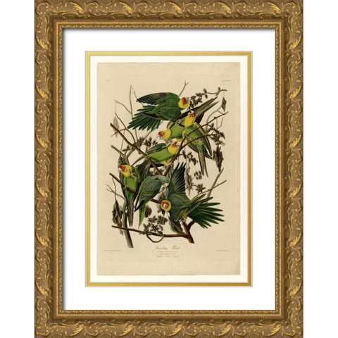 Carolina Parrot Gold Ornate Wood Framed Art Print with Double Matting by Audubon, John James