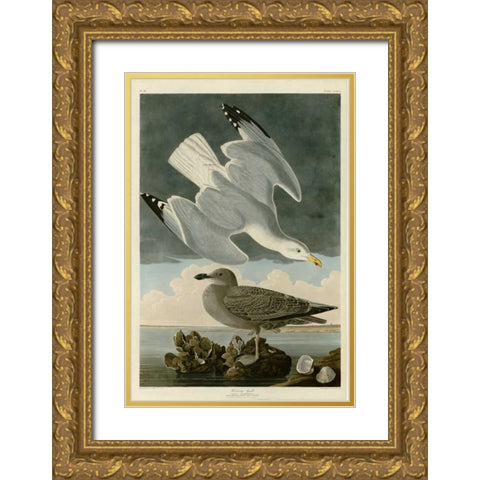 Herring Gull Gold Ornate Wood Framed Art Print with Double Matting by Audubon, John James
