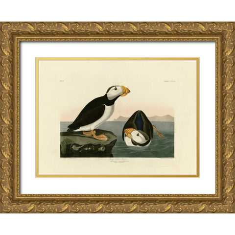 Large Billed Puffin Gold Ornate Wood Framed Art Print with Double Matting by Audubon, John James