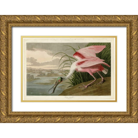 Roseate Spoonbill Gold Ornate Wood Framed Art Print with Double Matting by Audubon, John James
