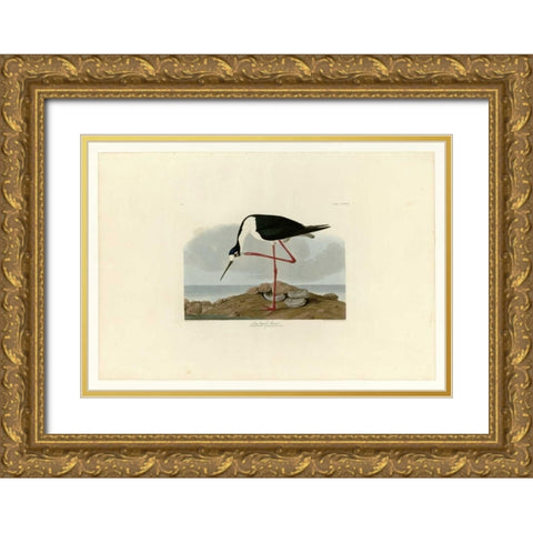 Long Legged Avocet Gold Ornate Wood Framed Art Print with Double Matting by Audubon, John James