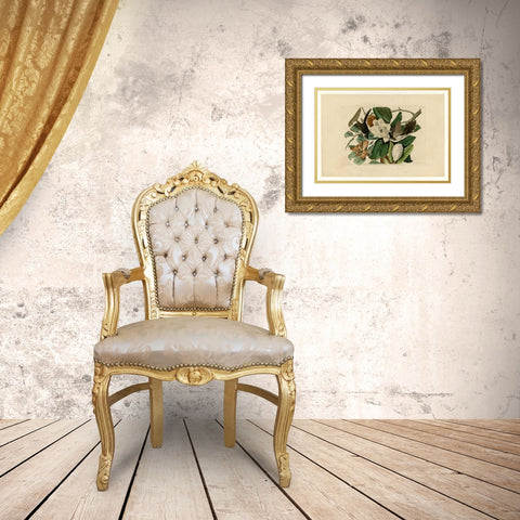 Black Billed Cuckoo Gold Ornate Wood Framed Art Print with Double Matting by Audubon, John James