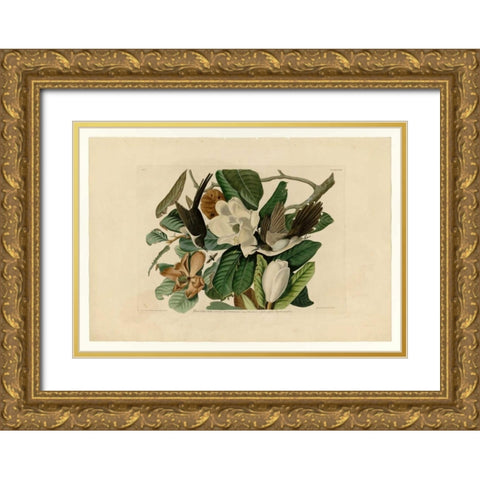 Black Billed Cuckoo Gold Ornate Wood Framed Art Print with Double Matting by Audubon, John James