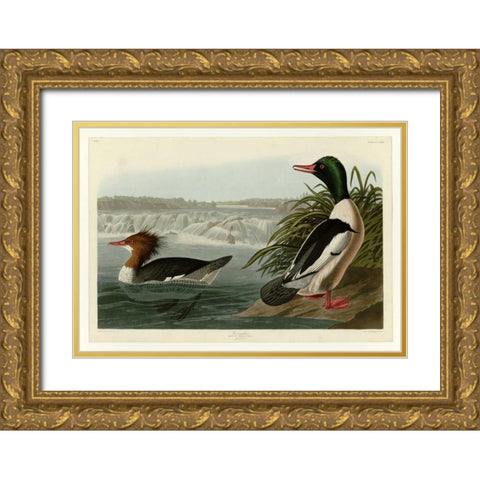 Goosander Gold Ornate Wood Framed Art Print with Double Matting by Audubon, John James