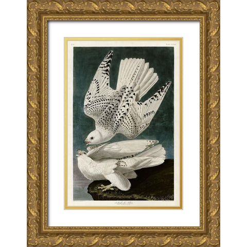 Iceland Falcon Gold Ornate Wood Framed Art Print with Double Matting by Audubon, John James