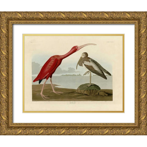 Scarlet Ibis Gold Ornate Wood Framed Art Print with Double Matting by Audubon, John James