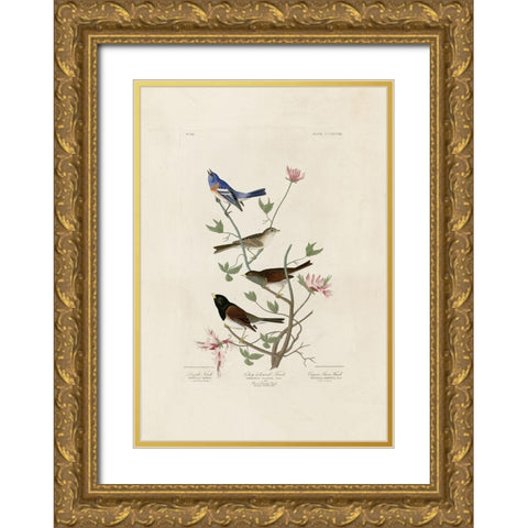 Finches Gold Ornate Wood Framed Art Print with Double Matting by Audubon, John James