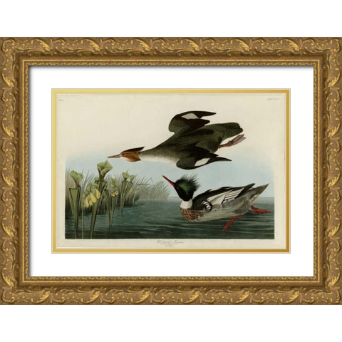 Red Breasted Merganser Gold Ornate Wood Framed Art Print with Double Matting by Audubon, John James