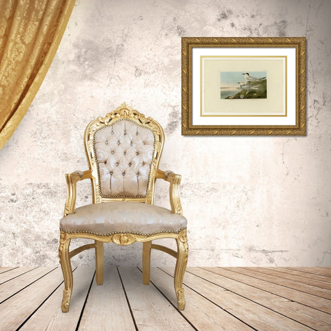 Trudeaus Tern Gold Ornate Wood Framed Art Print with Double Matting by Audubon, John James