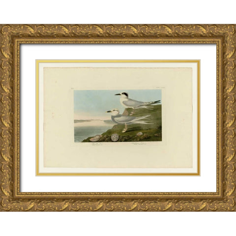 Trudeaus Tern Gold Ornate Wood Framed Art Print with Double Matting by Audubon, John James