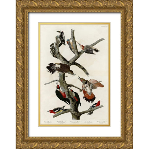 Woodpeckers Gold Ornate Wood Framed Art Print with Double Matting by Audubon, John James