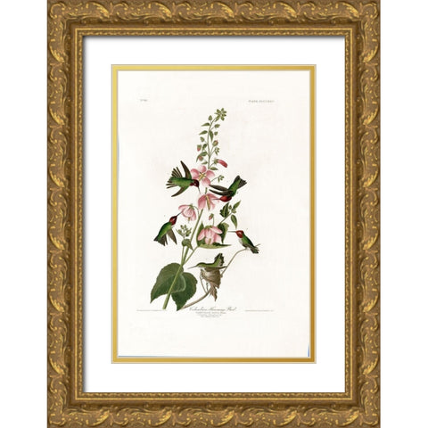 Columbian Humming Bird Gold Ornate Wood Framed Art Print with Double Matting by Audubon, John James