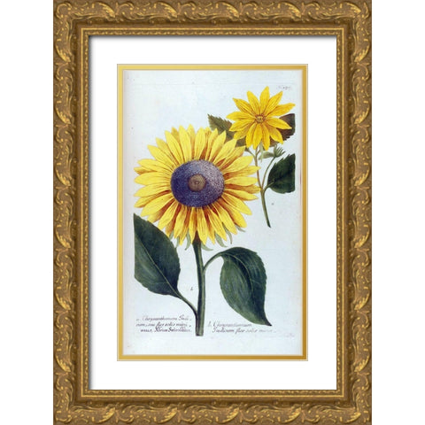 Sunflower Flor Solis Mini Gold Ornate Wood Framed Art Print with Double Matting by Weinmann, Jacob