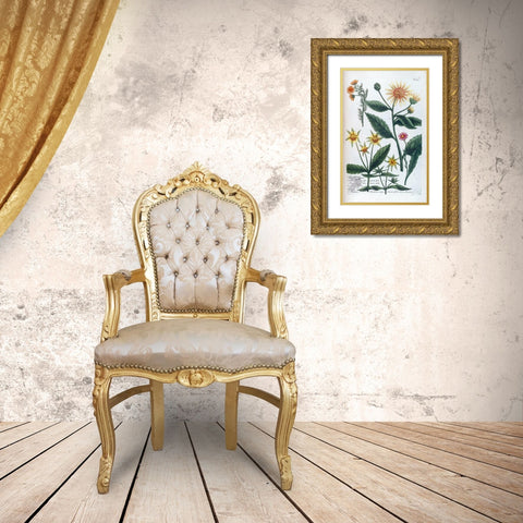Chrysanthemum Tuberosum Gold Ornate Wood Framed Art Print with Double Matting by Weinmann, Jacob