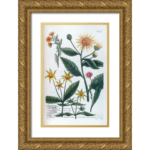 Chrysanthemum Tuberosum Gold Ornate Wood Framed Art Print with Double Matting by Weinmann, Jacob