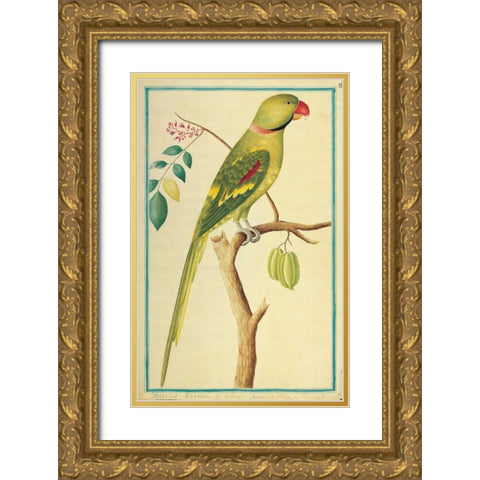 Alexandrine Parakeet, Right facing Gold Ornate Wood Framed Art Print with Double Matting by De Bevere, Pieter