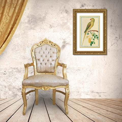 Alexandrine Parakeet. Left facing Gold Ornate Wood Framed Art Print with Double Matting by De Bevere, Pieter