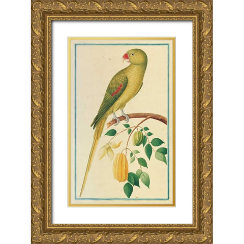 Alexandrine Parakeet. Left facing Gold Ornate Wood Framed Art Print with Double Matting by De Bevere, Pieter