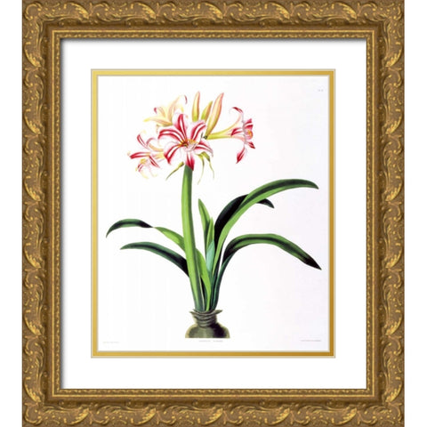 Amarylis Superba Gold Ornate Wood Framed Art Print with Double Matting by Bury, Priscilla