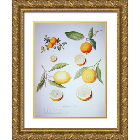 Citrons, Oranges and Lemons Gold Ornate Wood Framed Art Print with Double Matting by Ledoulx, Pierre